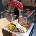 Anatomia del piede allo stand Merrell